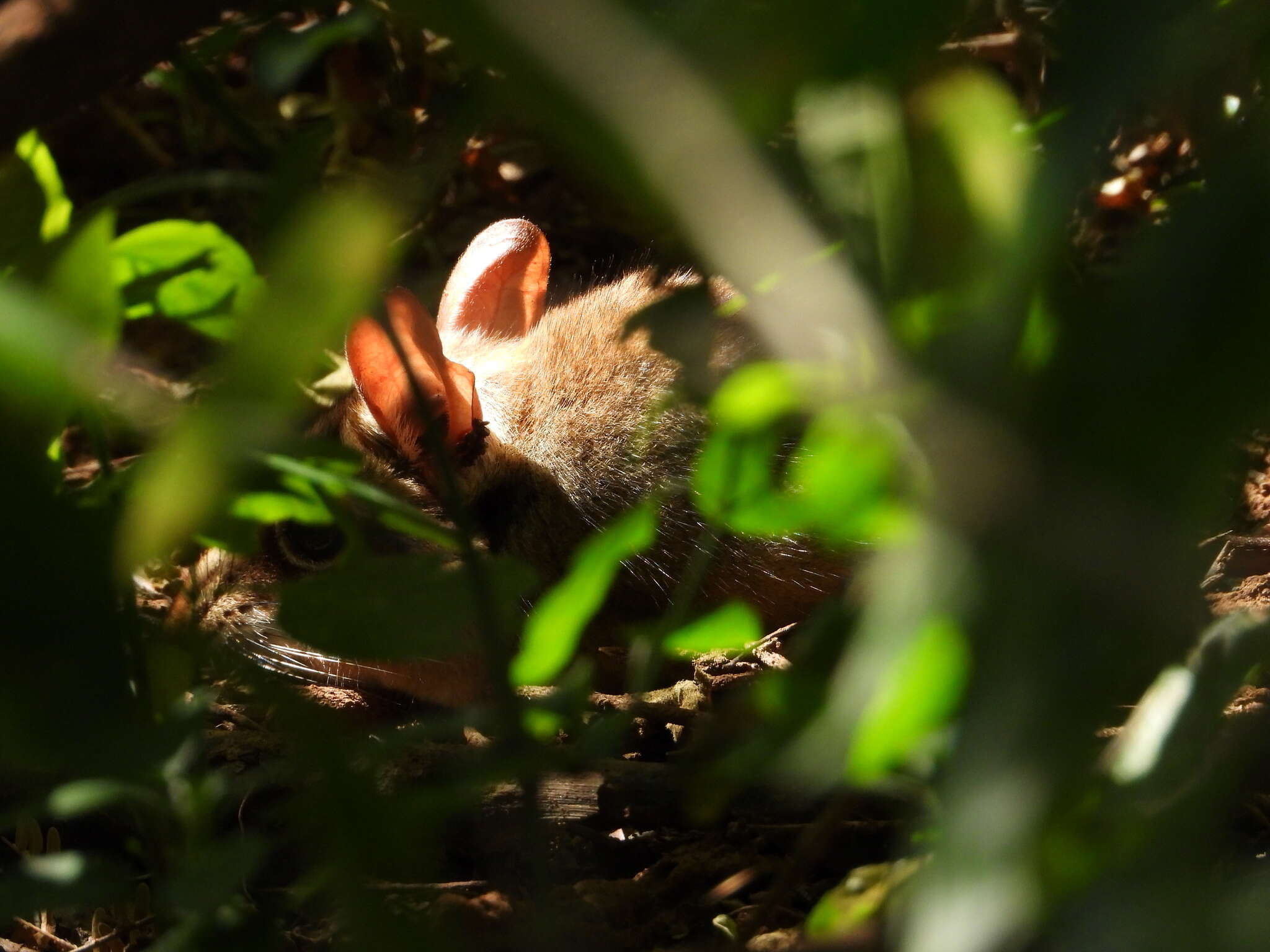 Image of Four-toed Elephant Shrew