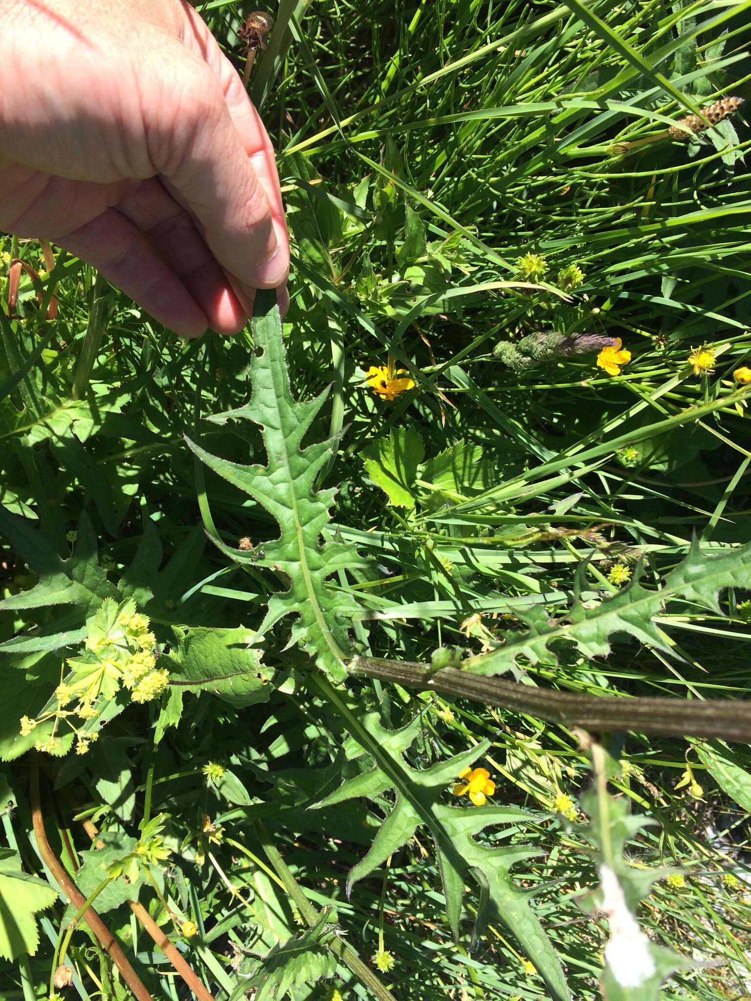 Image of Brook Thistle