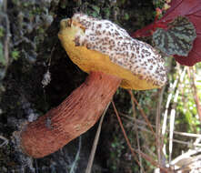 Sivun Aureoboletus russellii (Frost) G. Wu & Zhu L. Yang 2016 kuva