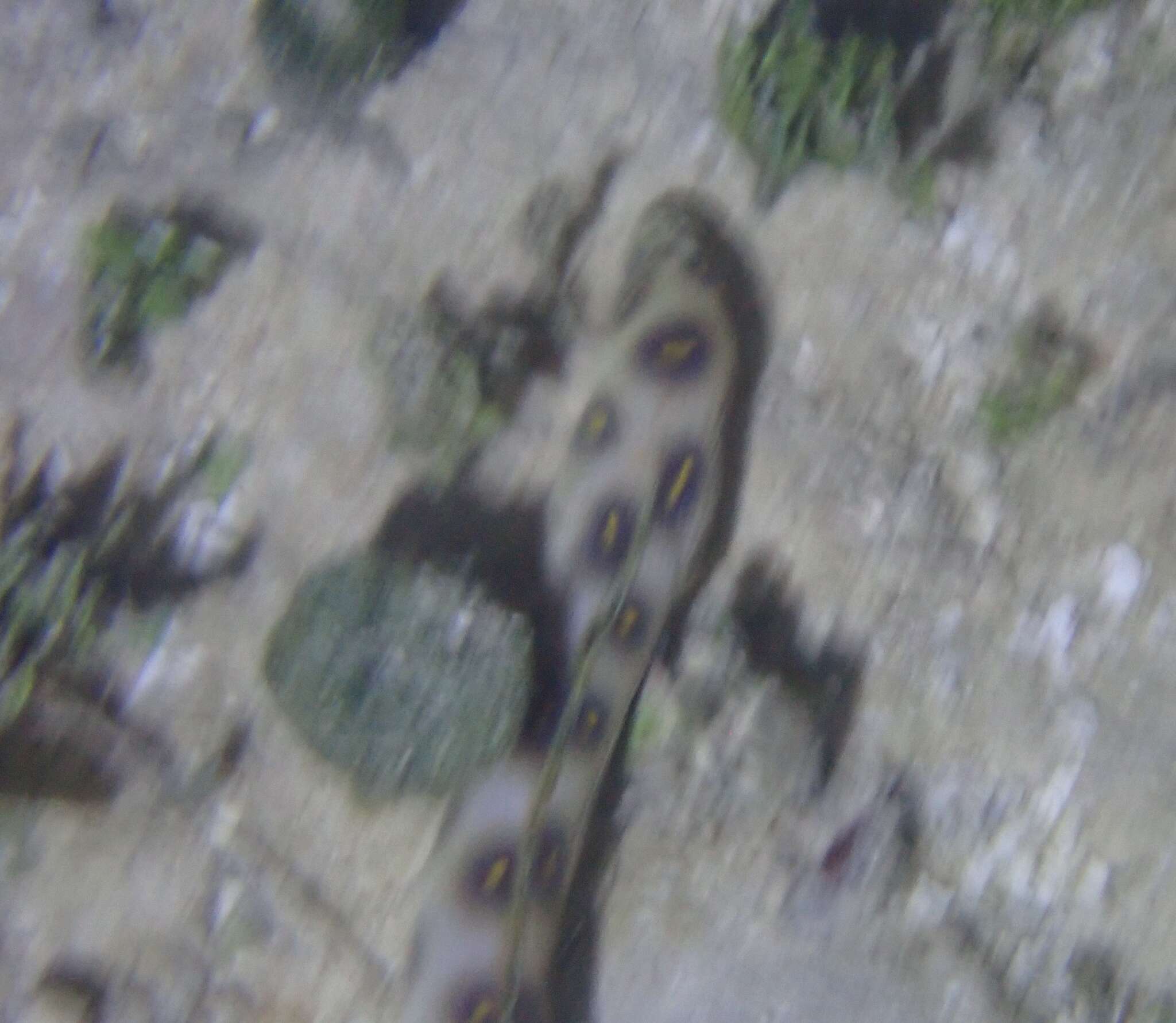 Image of Dark-spotted Snake Eel