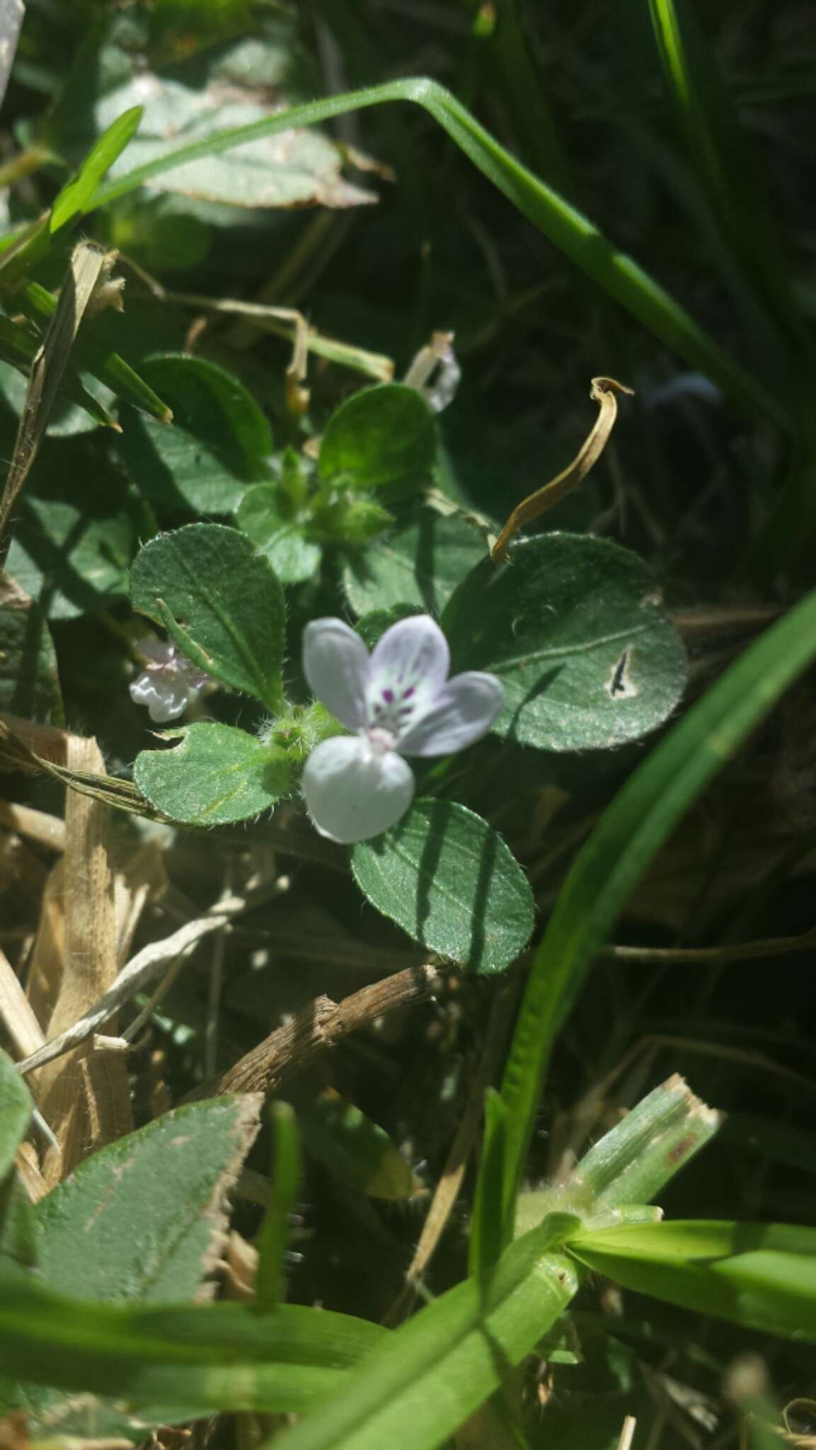 Hypoestes serpens R. Br. resmi