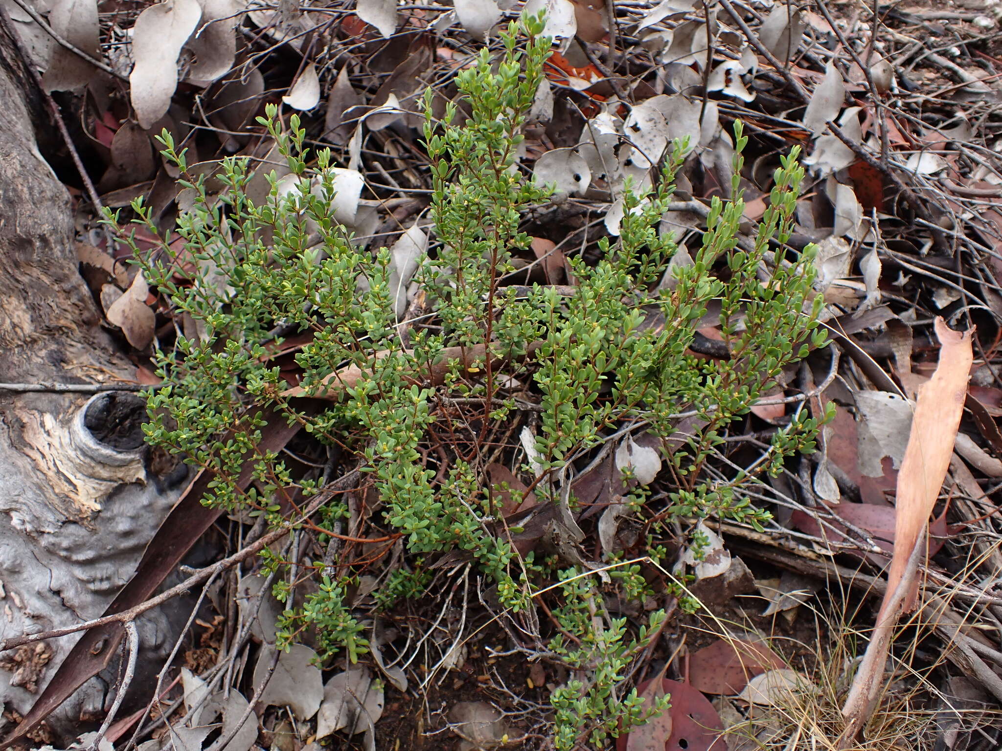 Image of Pimelea hewardiana Meissn.