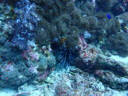 Image of red-mouth mushroom anemone