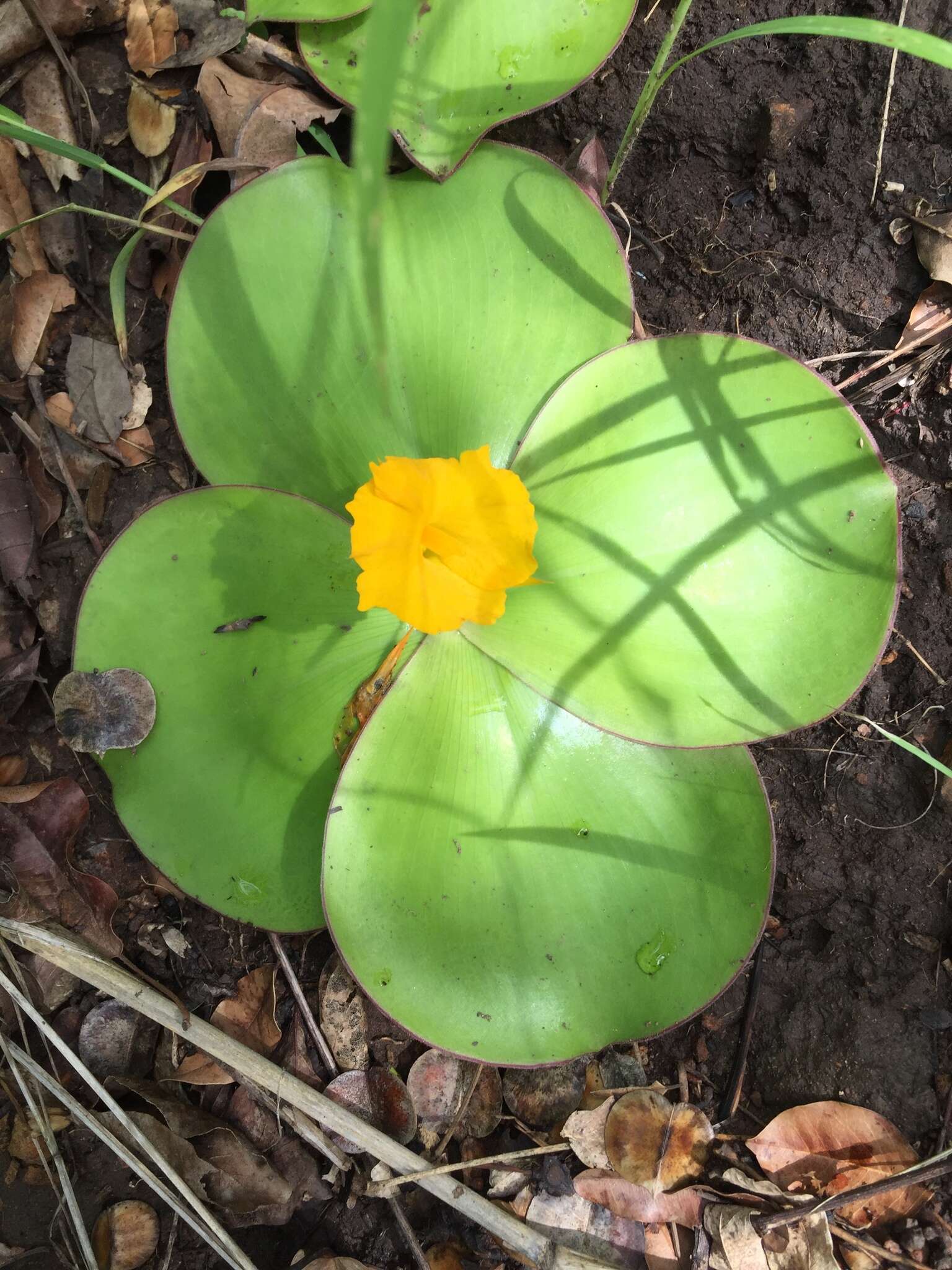 Image of Costus spectabilis (Fenzl) K. Schum.