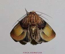 Image of Chalcoecia patricia Schaus 1911