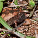 Image of laterite narrow-mouthed frog