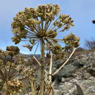 Angelica archangelica subsp. archangelica resmi