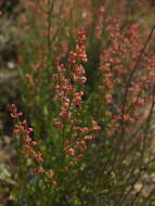 Rumex hastatus D. Don resmi