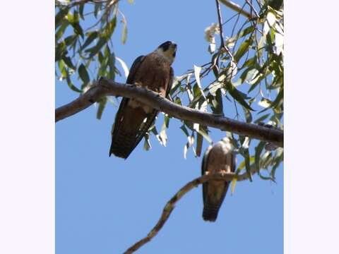 Image of Australian Hobby