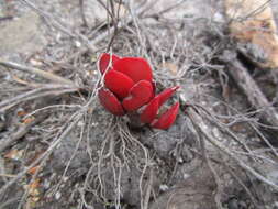 Image of <i>Crassula <i>atropurpurea</i></i> var. atropurpurea