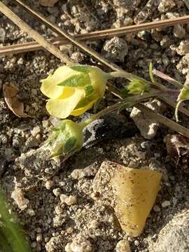 Plancia ëd <i>Potentilla luteosericea</i>