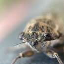 Image of Cicada barbara lusitanica