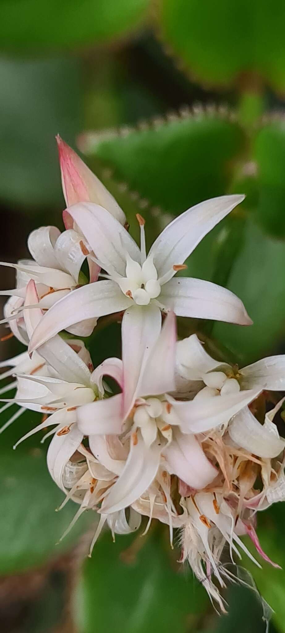 Image of Crassula sarmentosa var. sarmentosa