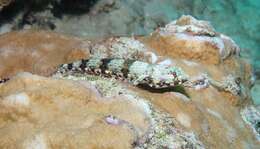 Image of Two-spot lizard fish