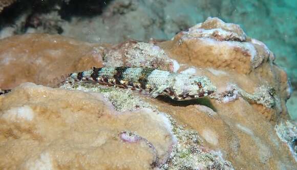 Image of Two-spot lizard fish