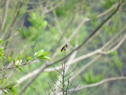 Lophornis helenae (Delattre 1843) resmi