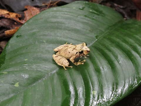 Image of Pristimantis ockendeni (Boulenger 1912)