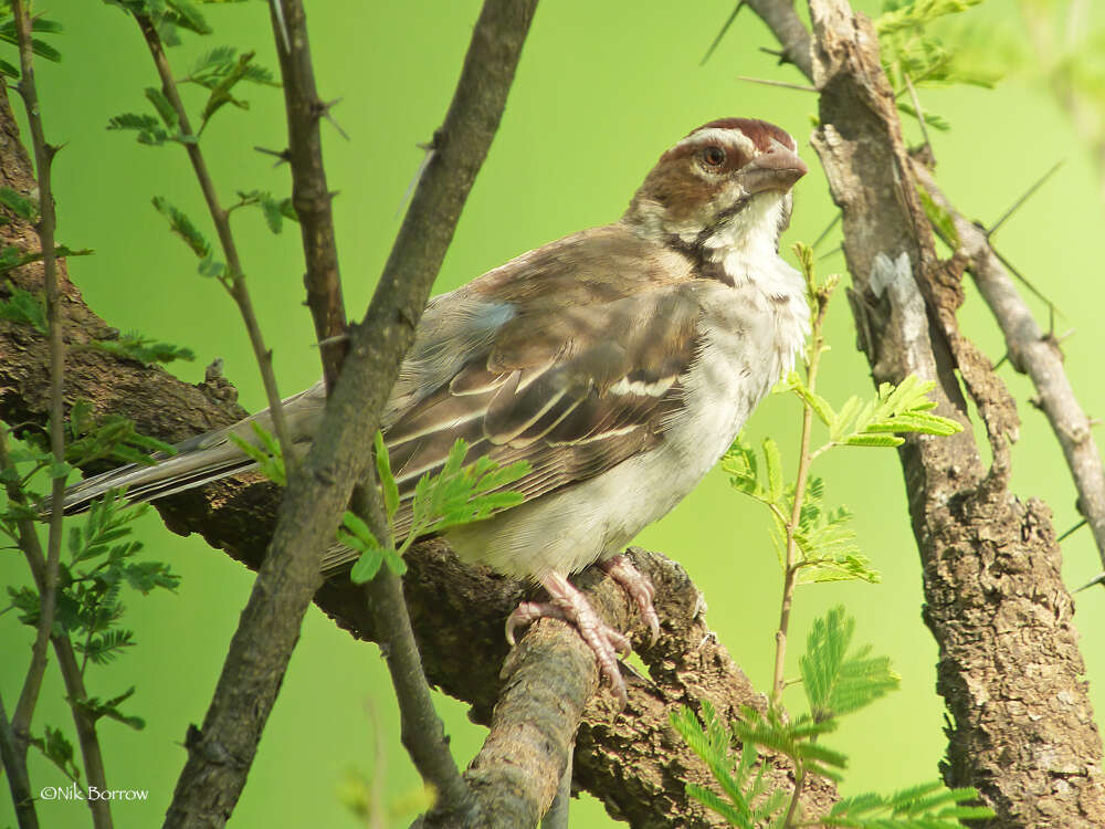 Image of Chestnut-crowned Sparrow-Weaver