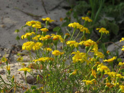 Image of Steirodiscus tagetes (L.) Schltr.