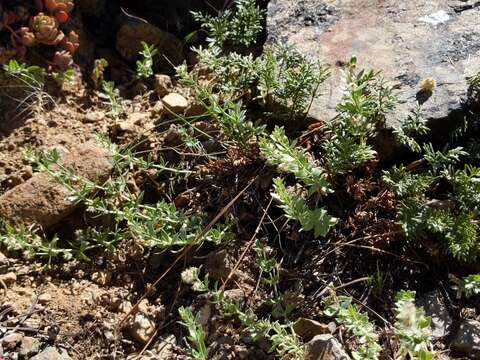 Image of Scott Mountain bedstraw