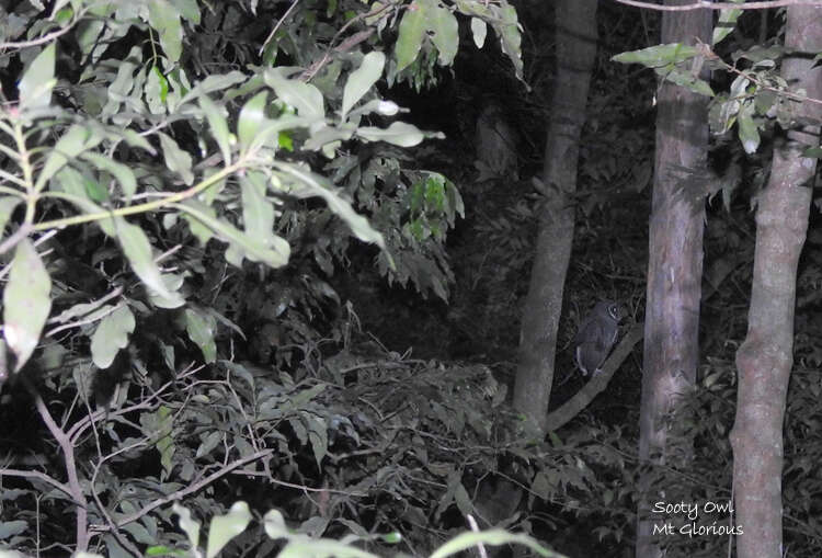 Tyto tenebricosa tenebricosa (Gould 1845) resmi