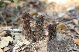 Image of Aphyllon cooperi subsp. palmeri (Munz) A. C. Schneid.