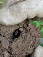 Image of Carabus (Ctenocarabus) melancholicus Fabricius 1798