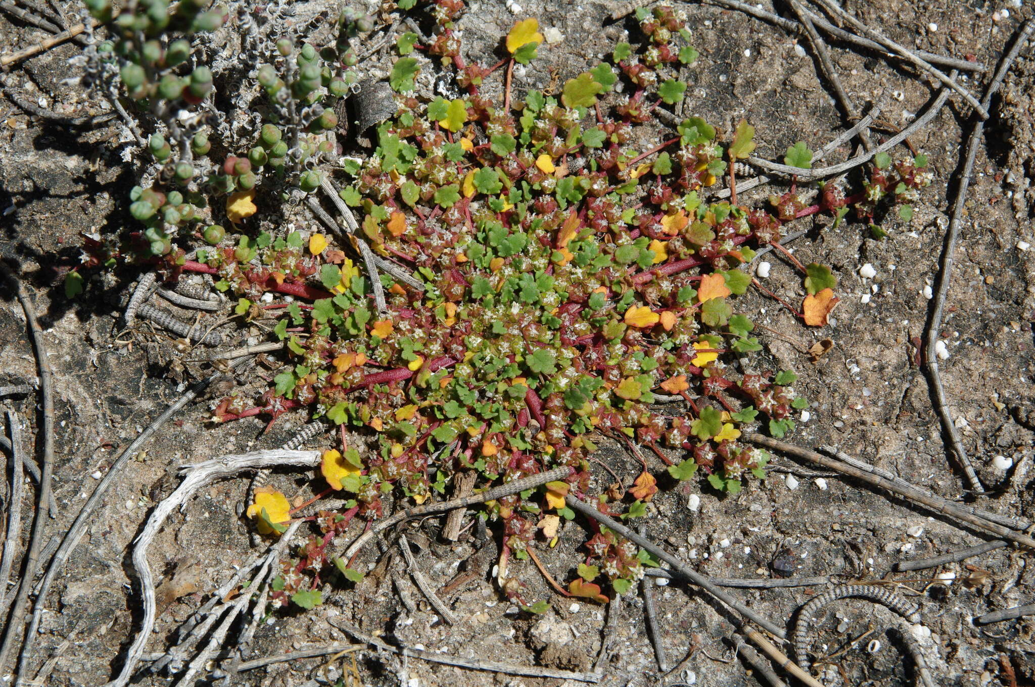 Image of Lawrencia diffusa (Benth.) Melville