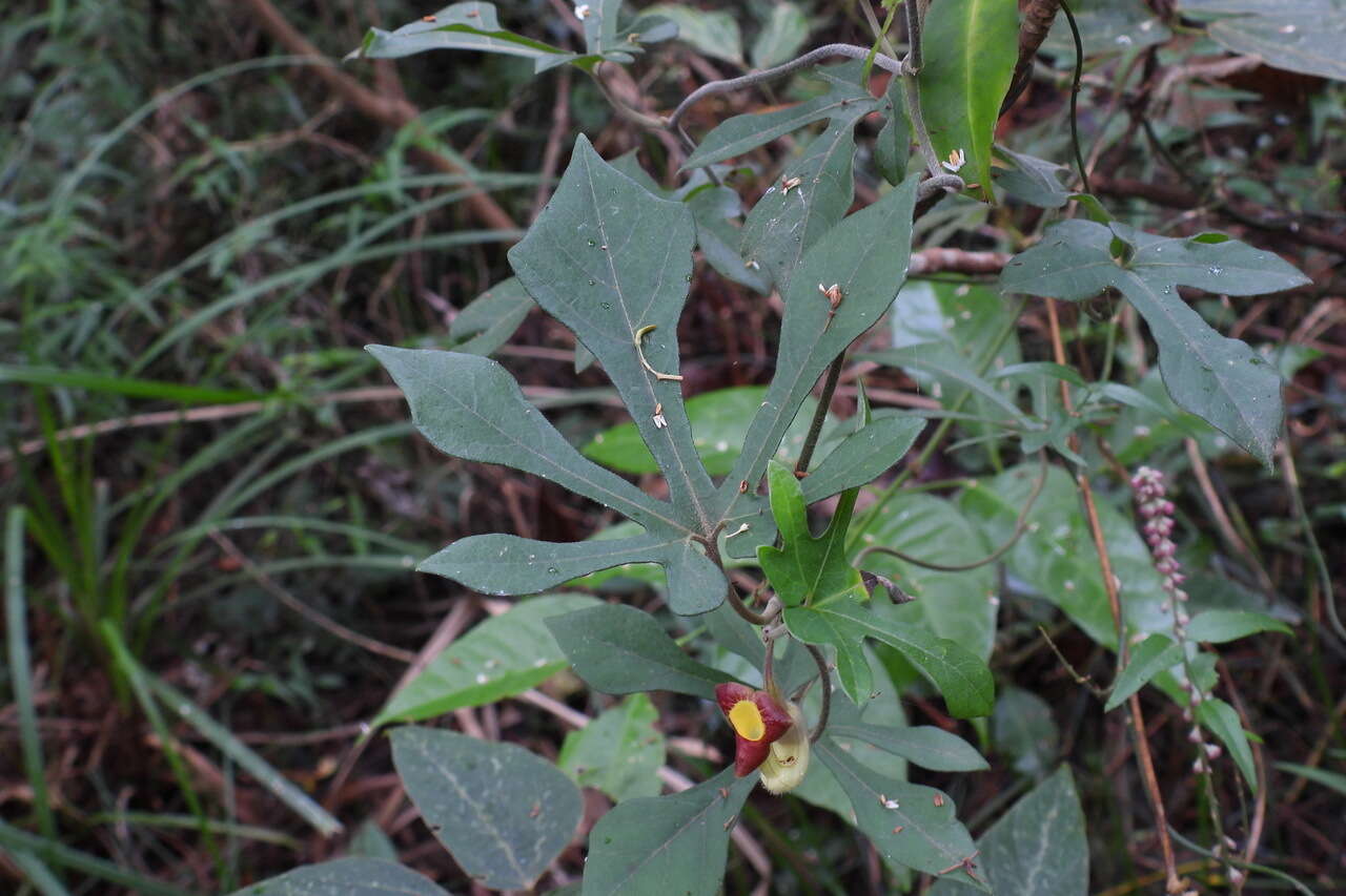 Image de Aristolochia cucurbitifolia Hayata