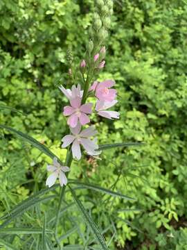 Image of meadow checkerbloom