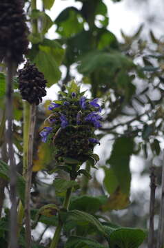 Imagem de Salvia macrostachya Kunth