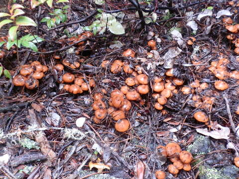 Image of California phaeocollybia