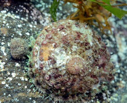 Image of staircase abalone