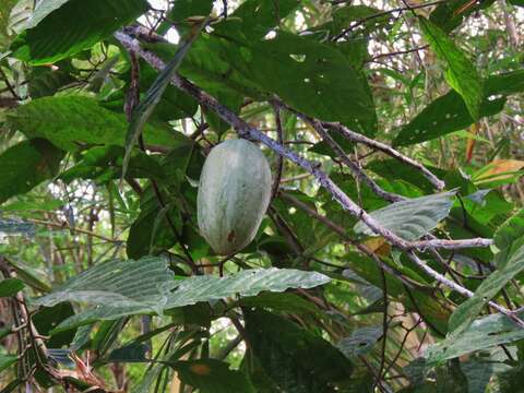 Imagem de Theobroma cacao L.