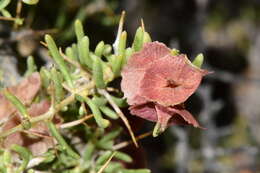 Image of Bailey's greasewood