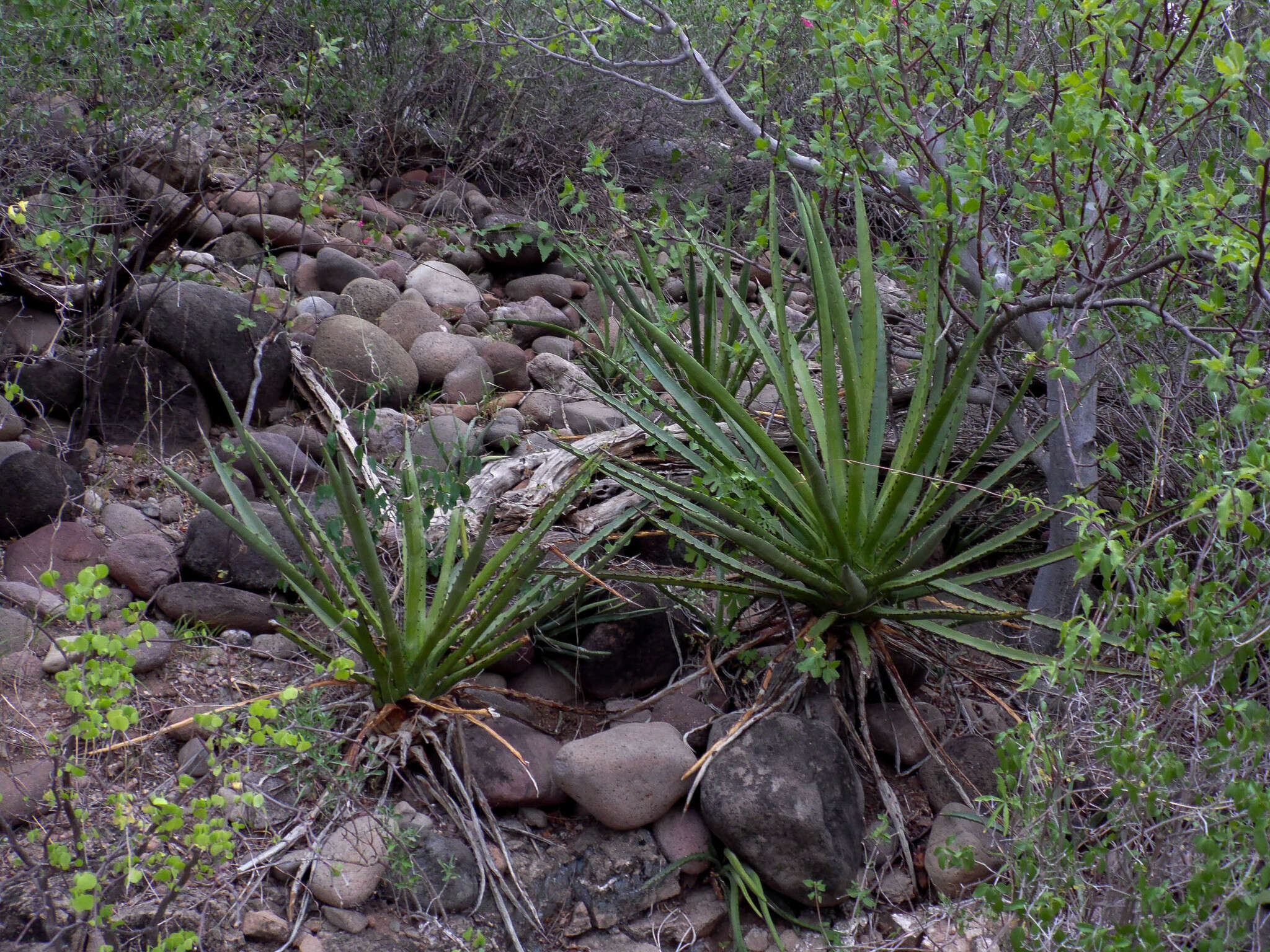 Image of Agave datylio F. A. C. Weber