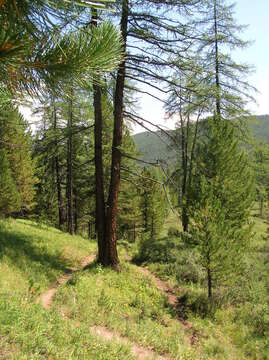 Image of Siberian Larch