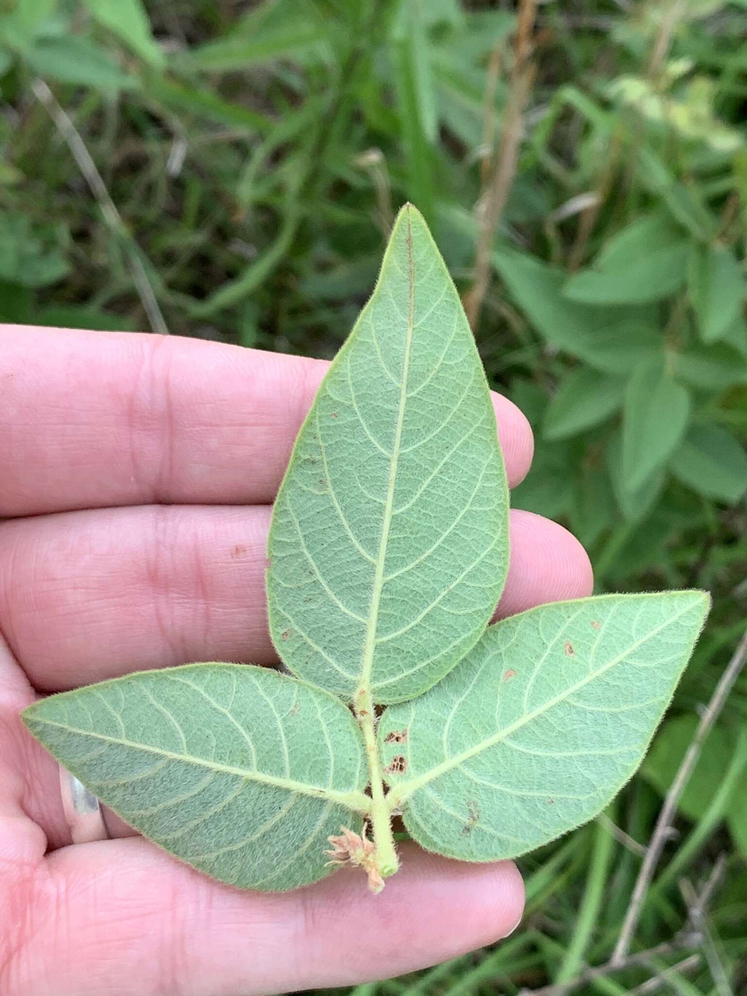 Image of Nuttall's ticktrefoil