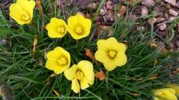 Plancia ëd Moraea fugacissima (L. fil.) Goldblatt