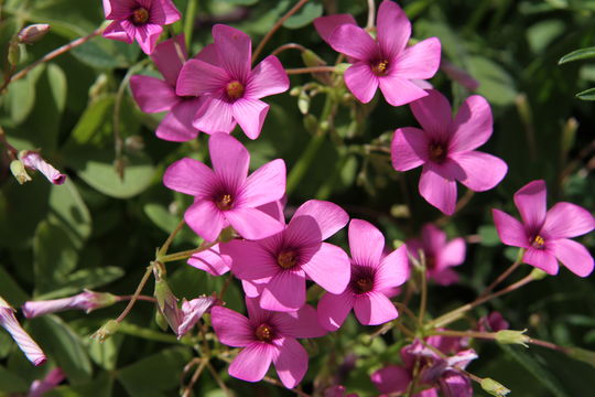 Image of Pink Sorrel