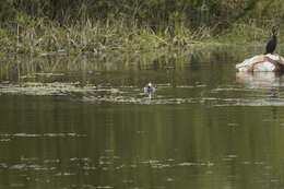 Image of Yellow-billed Teal