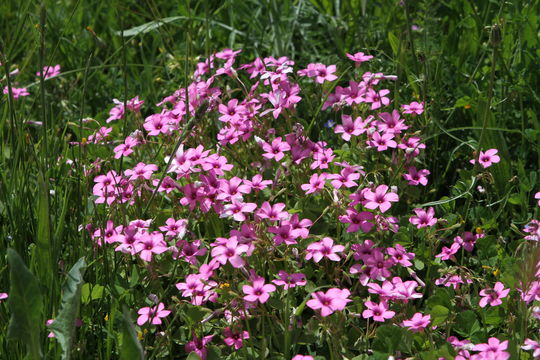 Image of Pink Sorrel