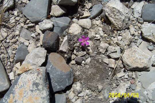 Image of Grahamia coahuilensis (S. Wats.) G. D. Rowley