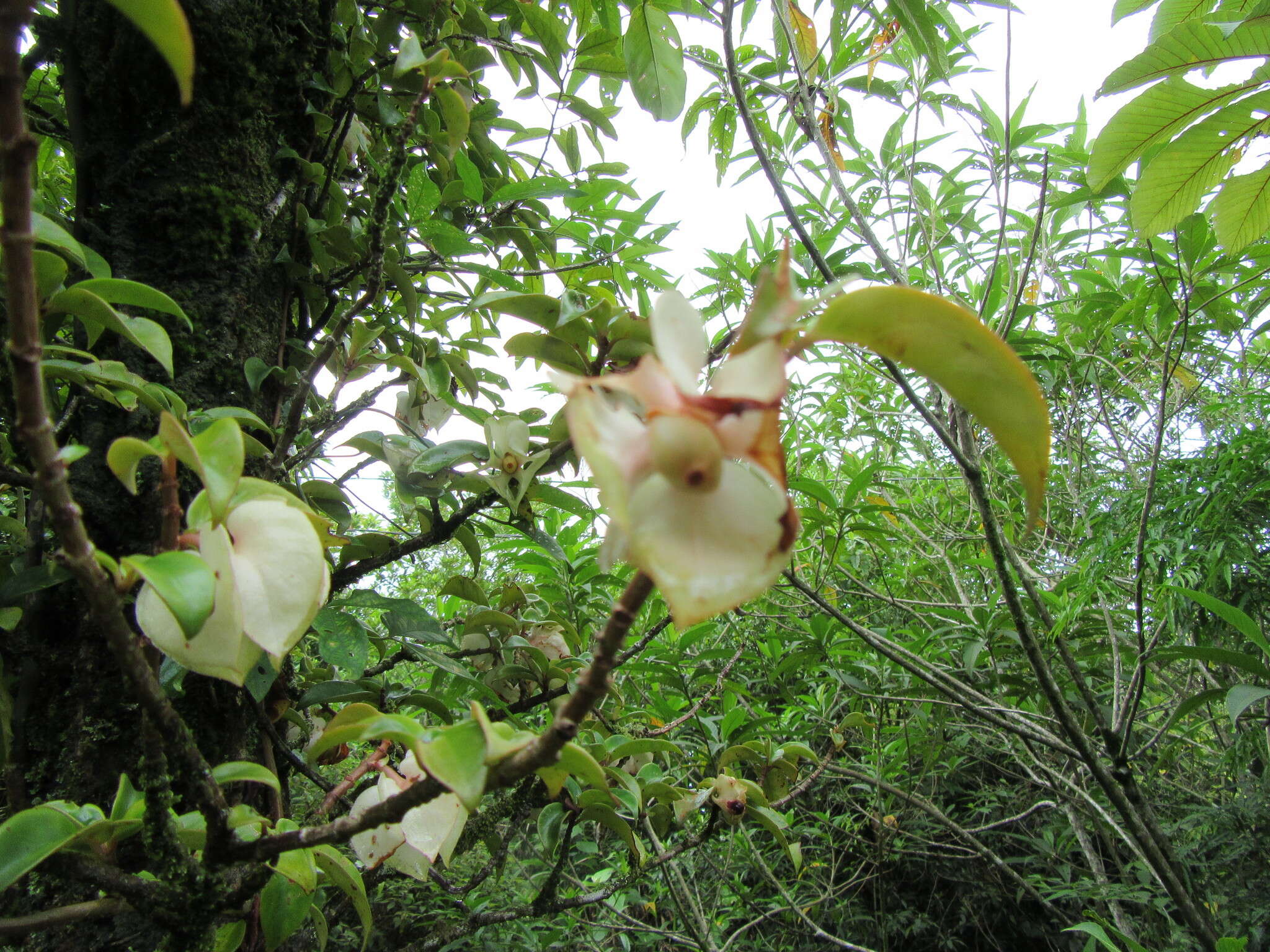 Imagem de Drymonia oinochrophylla (Donn. Sm.) D. N. Gibson