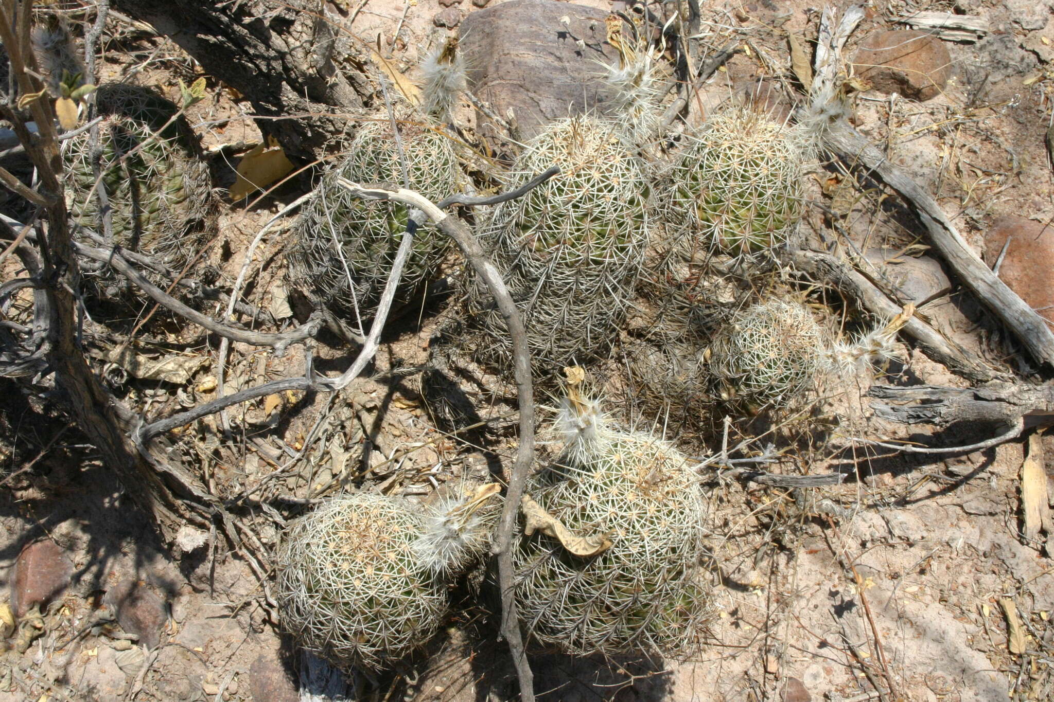 Image of Echinocereus pamanesii