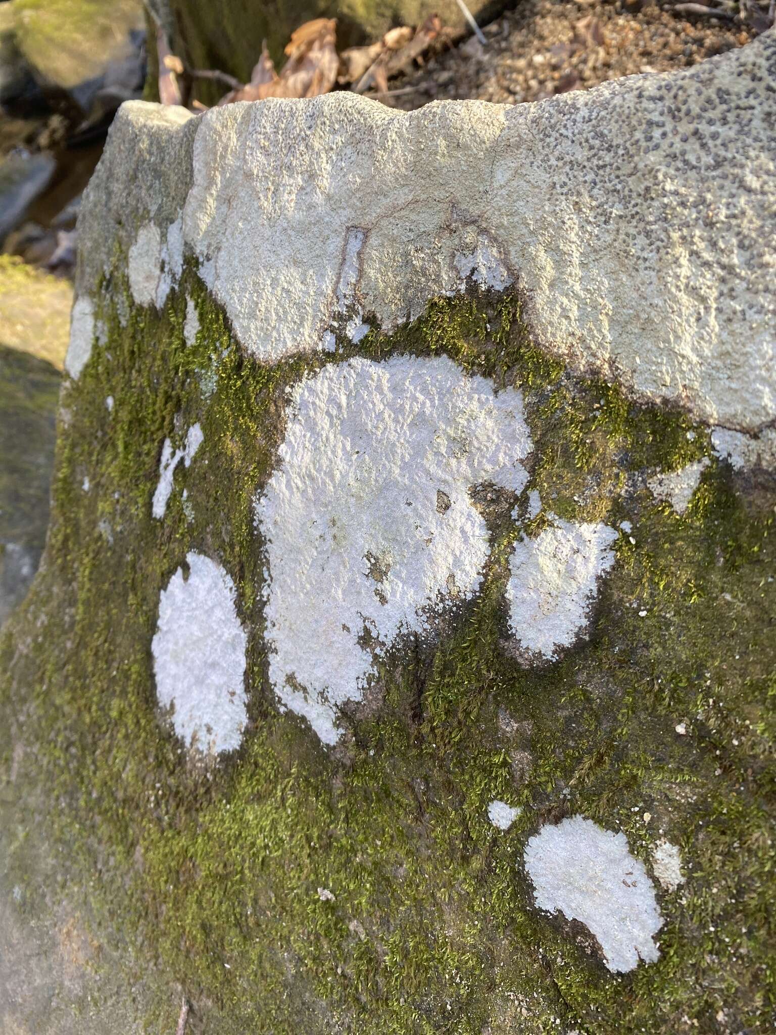 Image of disk lichen