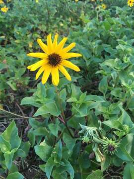 Image of cucumberleaf sunflower