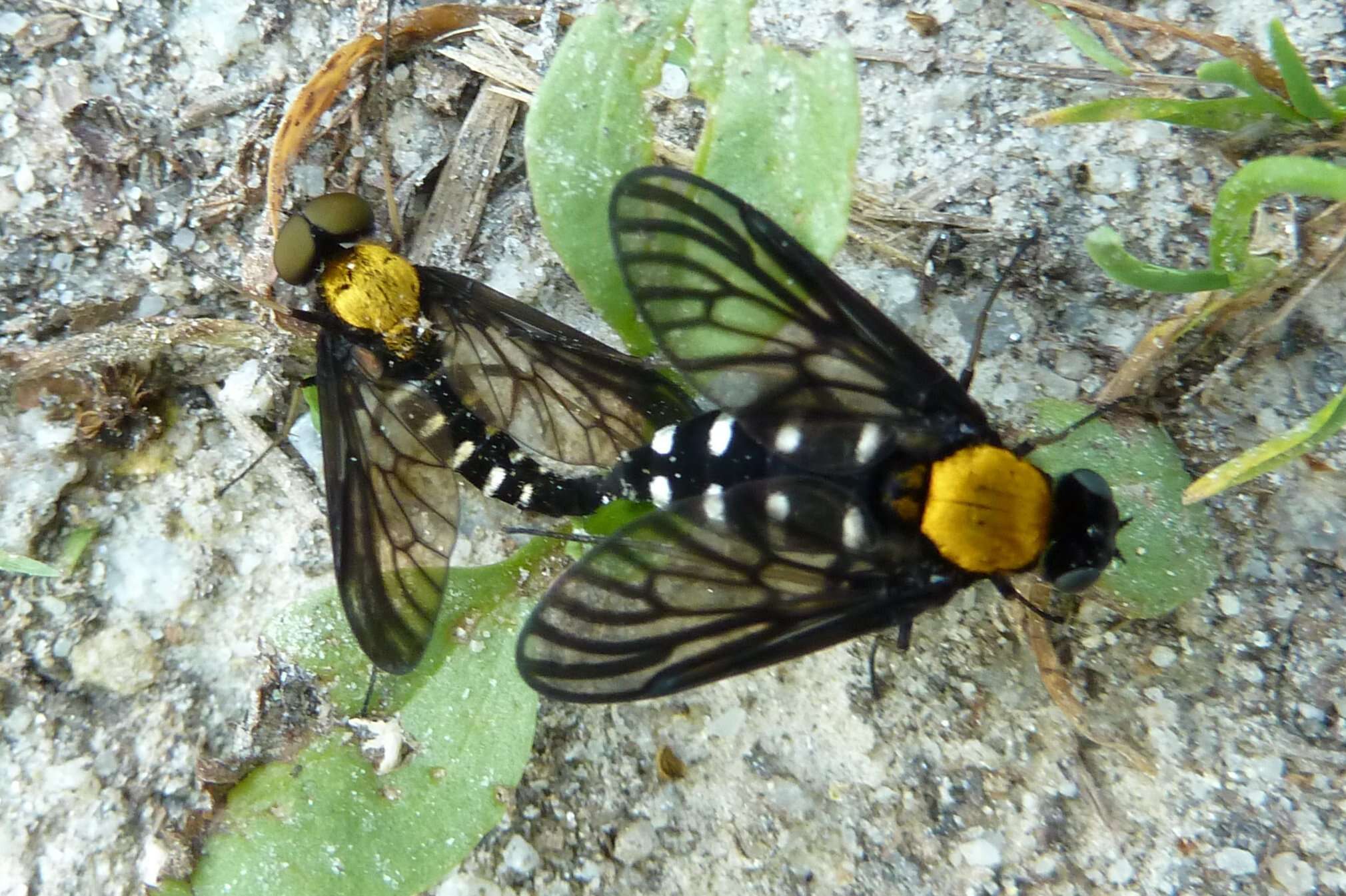 Image of Golden-backed Snipe Fly