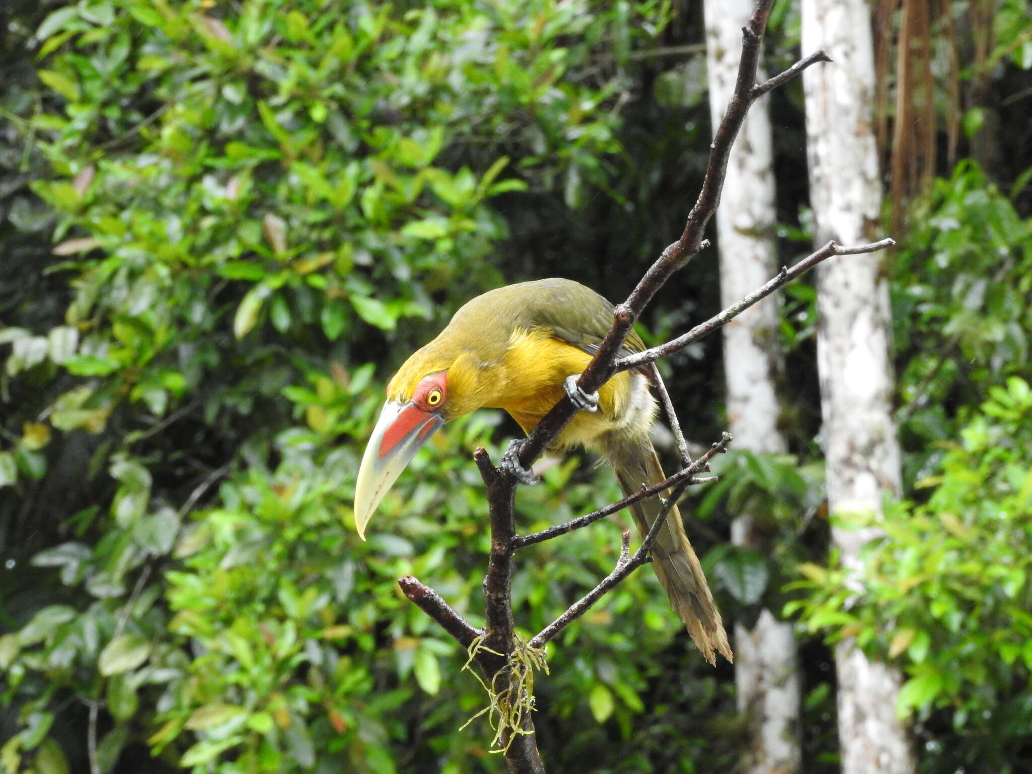 Image of Saffron Toucanet