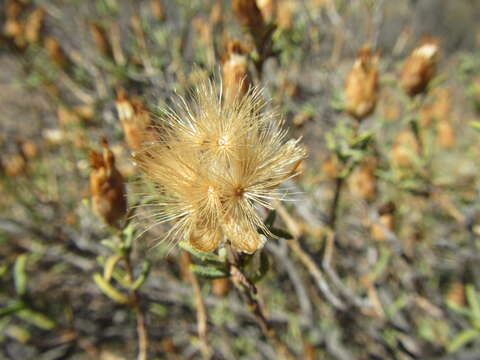 Image of Pteronia succulenta Thunb.